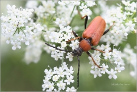 <p>TESAŘÍK OBECNÝ (Stictoleptura rubra) ---- /Red-brown Longhorn Beetle - Rothalsbock/</p>